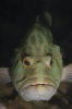 groupers_1